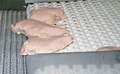 Poultry Processing